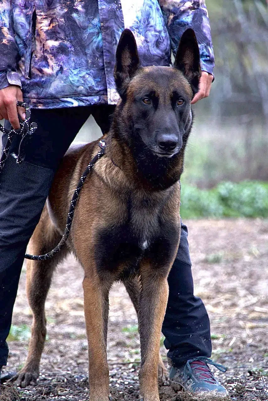 Pastor belga malinois atento, mostrando el lenguaje corporal con el que un perro se comunica