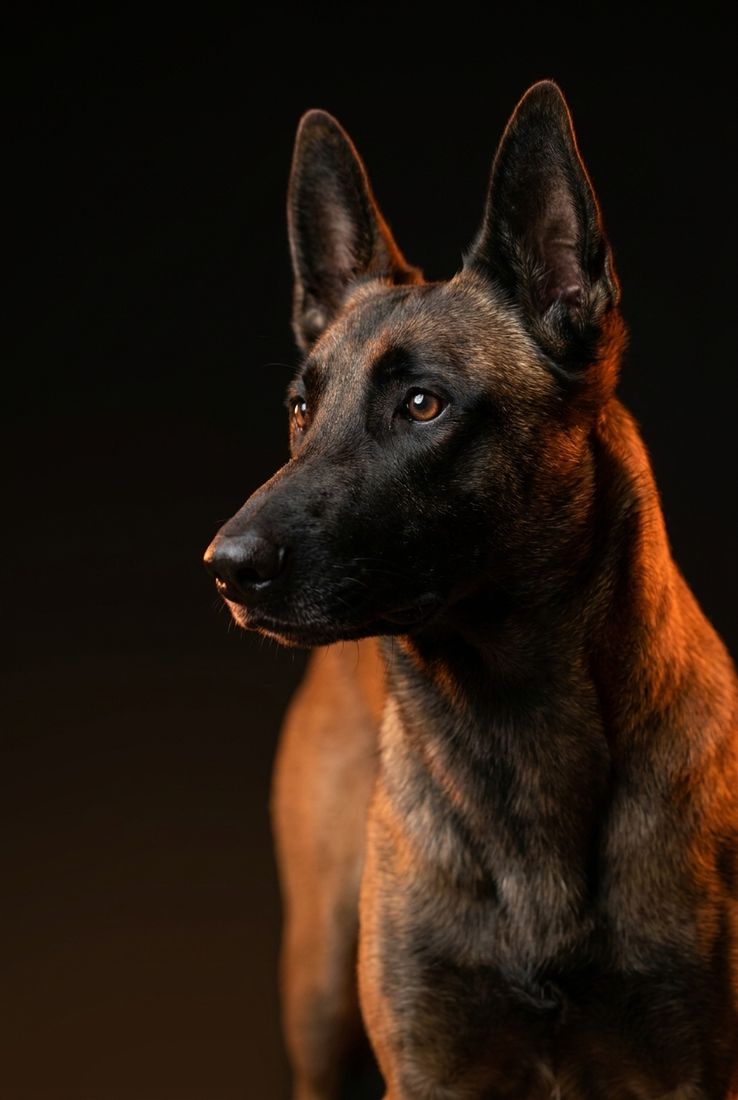 Dante, pastor belga malinois de Álvaro López