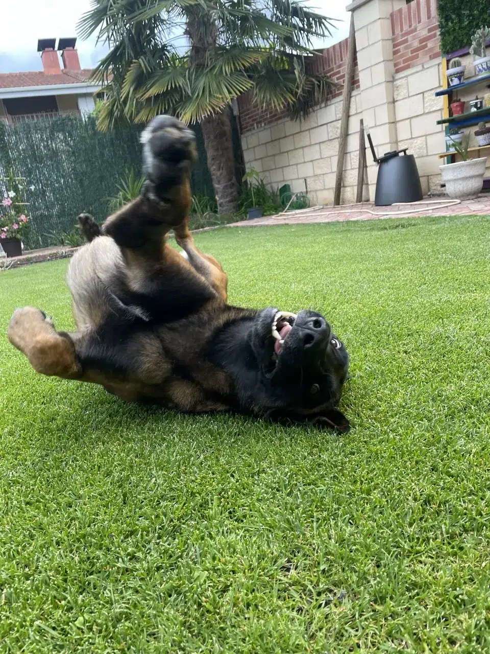 Sesión de adiestramiento canino profesional trabajando la obediencia