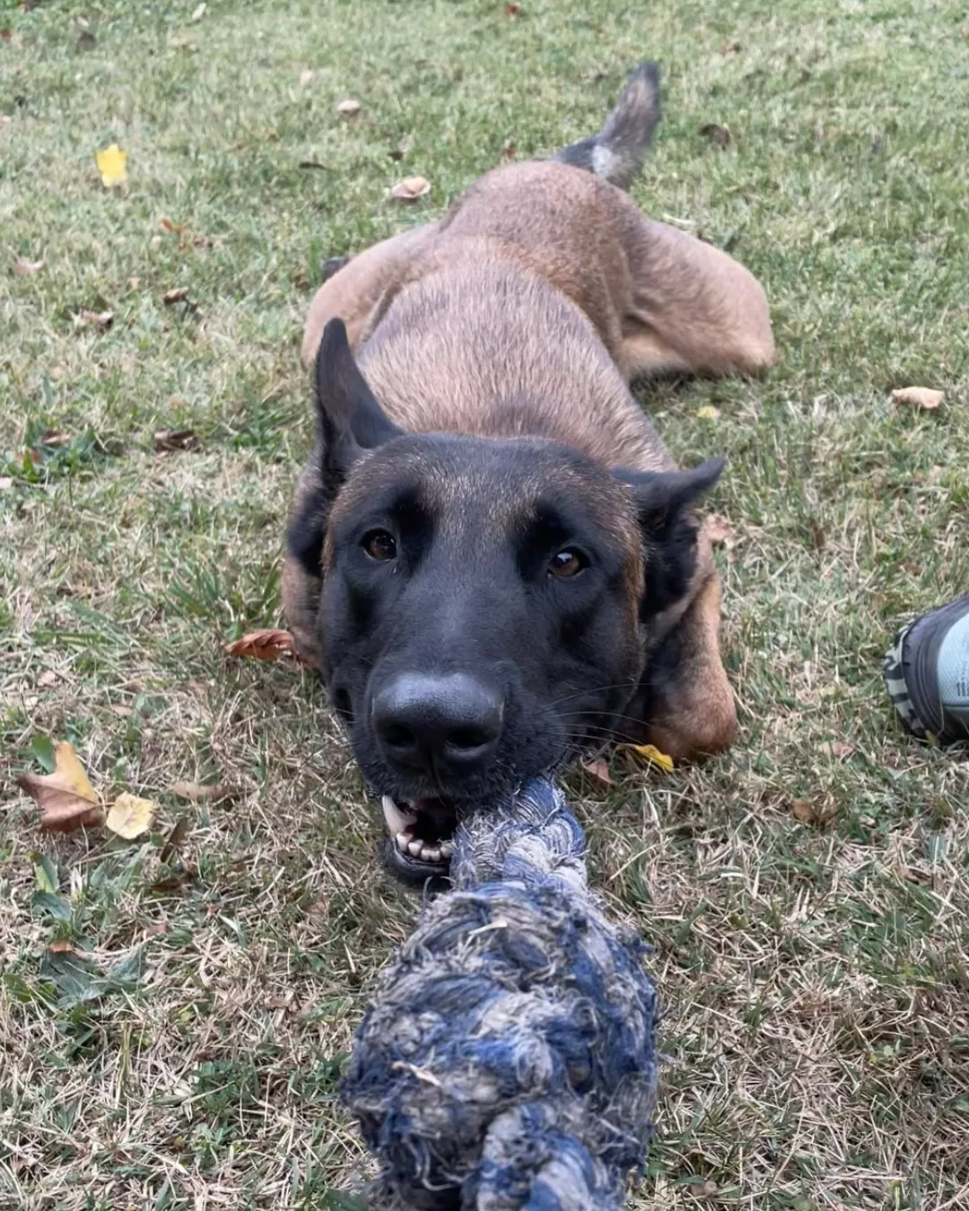 Perro malinois trabajando la obediencia en una sesión