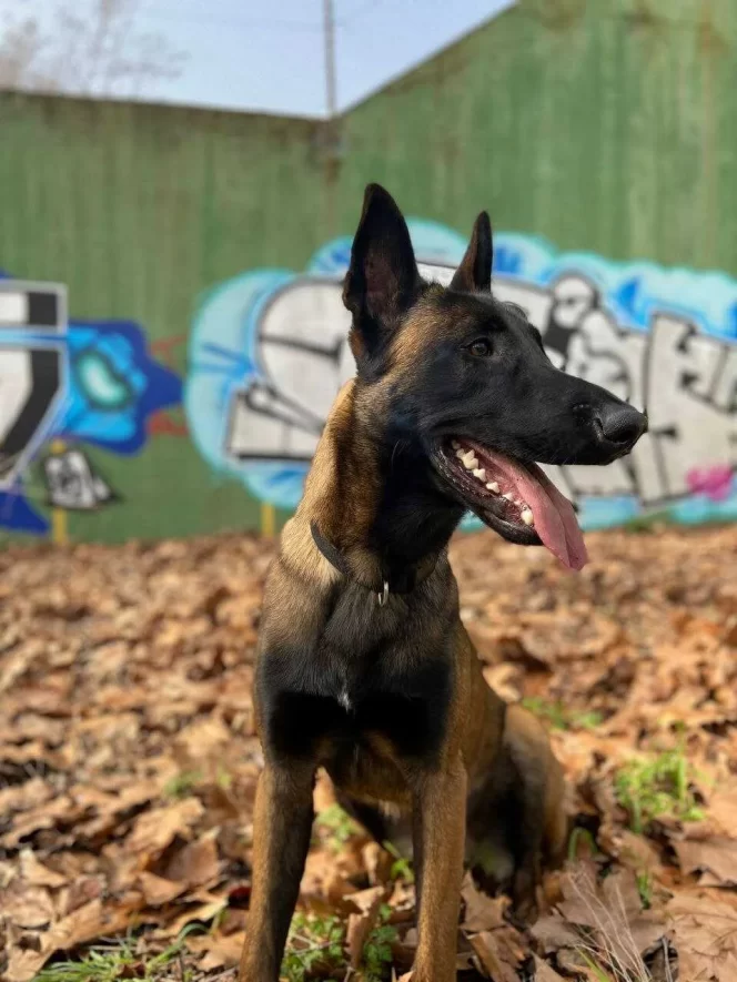 Cachorro pequeño explorando olores en la calle durante su primer paseo, sin tensión en la correa