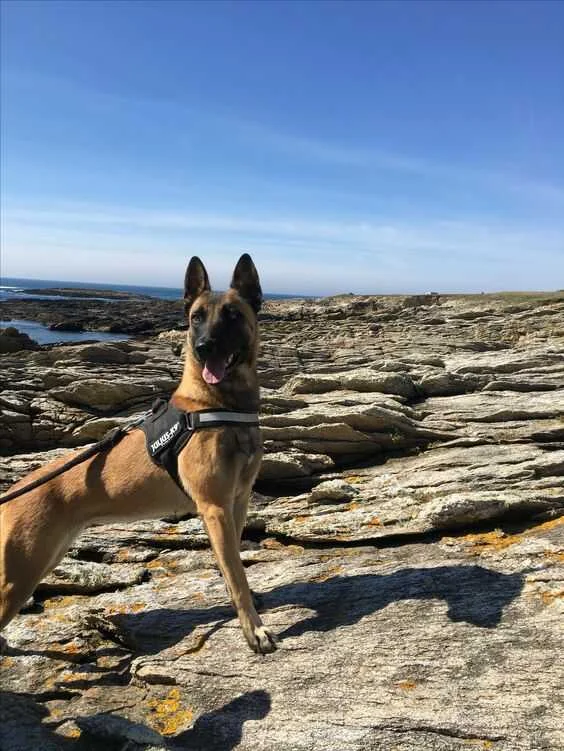 mejores arneses para pastor belga malinois