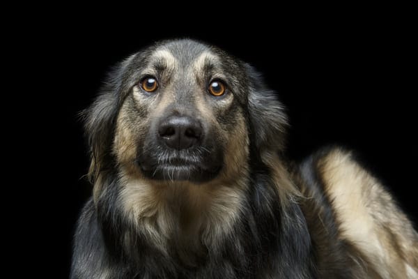 cachorro con miedos