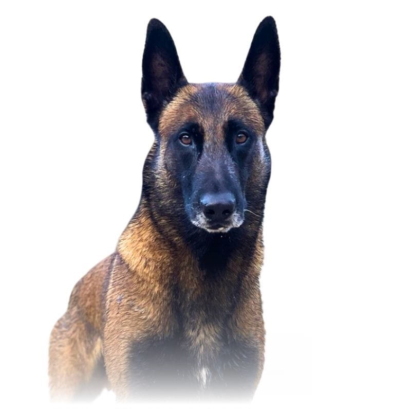 pastor belga malinois entrenado