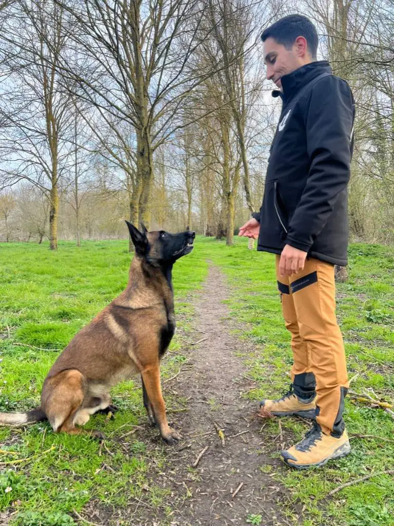 entrenando con un pastor belga malinois