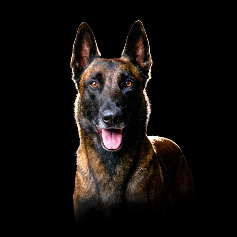 modificacion de conductas en vitoria-gasteiz modificacion de conductas en vitoria