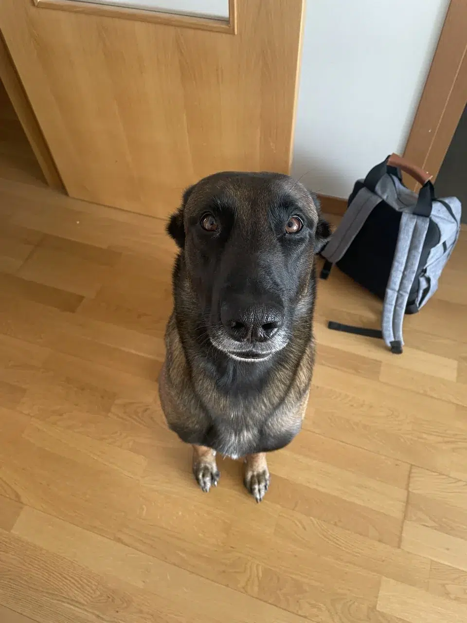Cachorro observando otros perros desde lejos durante un paseo