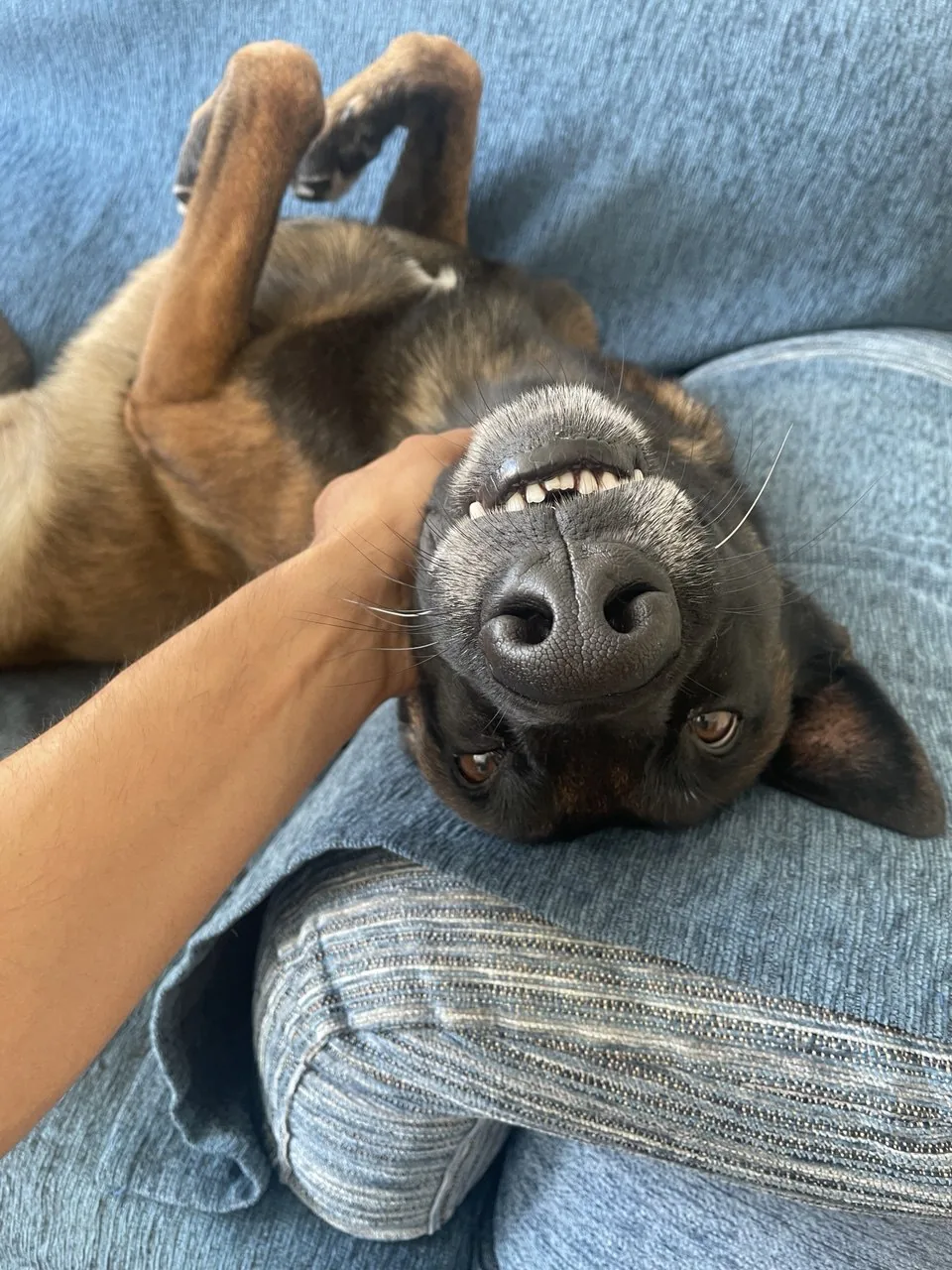Perro ignorando la llamada de su dueño en un parque con distracciones, mostrando alto estado emocional