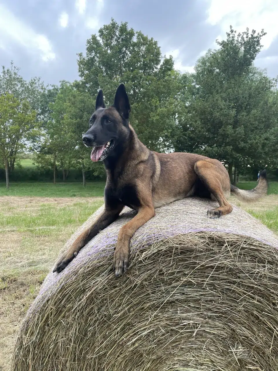 Dueño tenso agarrando fuerte la correa mientras su perro tira durante el paseo