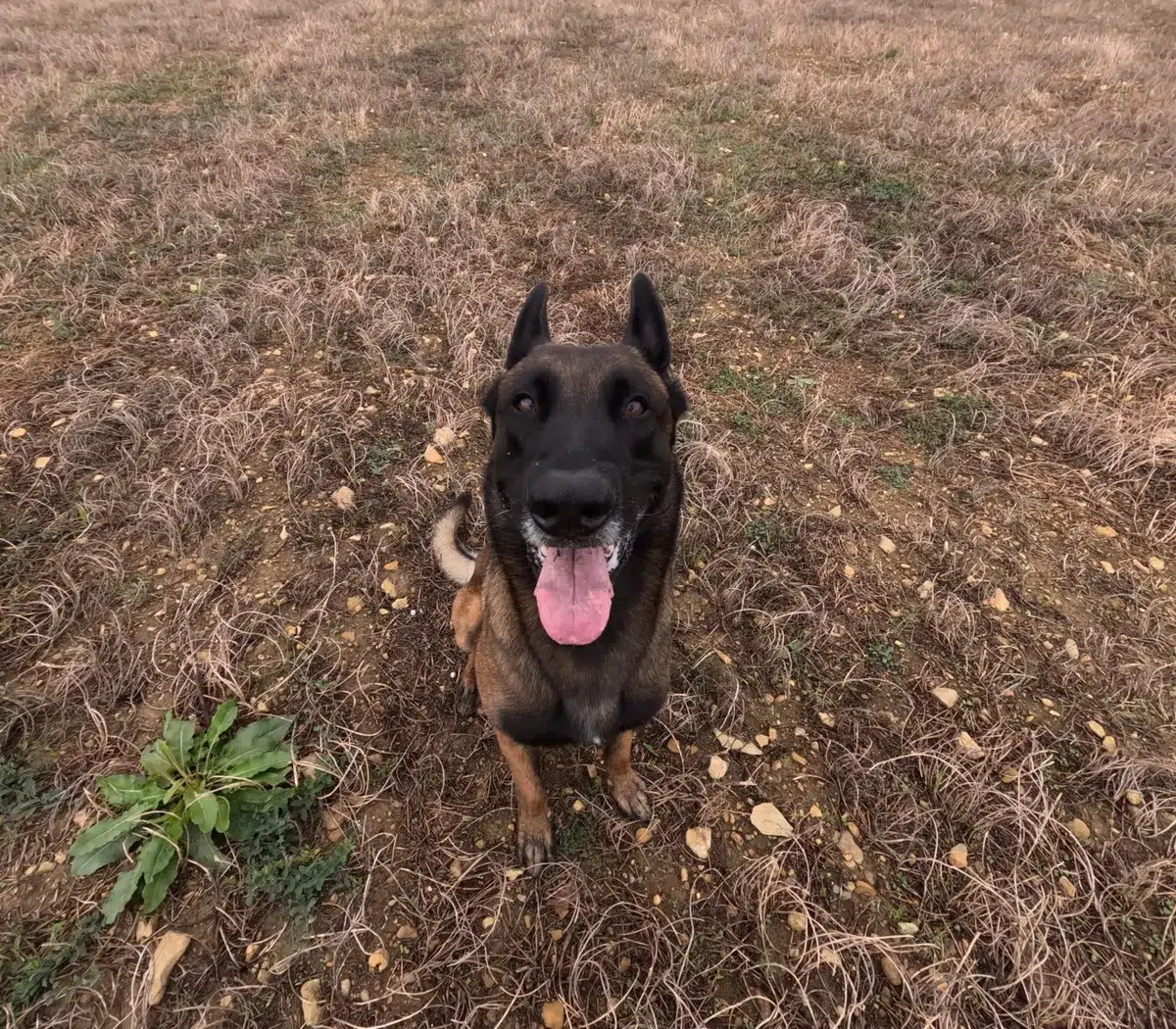 Adiestrador trabajando con un mastín joven en un parque, demonstrando técnicas de control y gestión