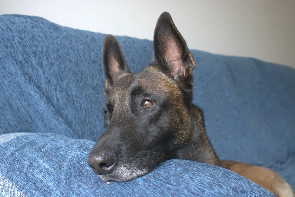 Dueño entrenando con su perro la llamada en diferentes estados emocionales, progresión gradual de verde a amarillo