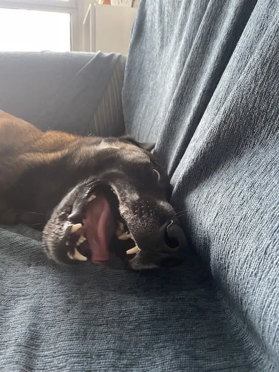 Adiestrador paseando tranquilamente con un cachorro joven por una calle residencial, permitiendo que el perro investigue el entorno