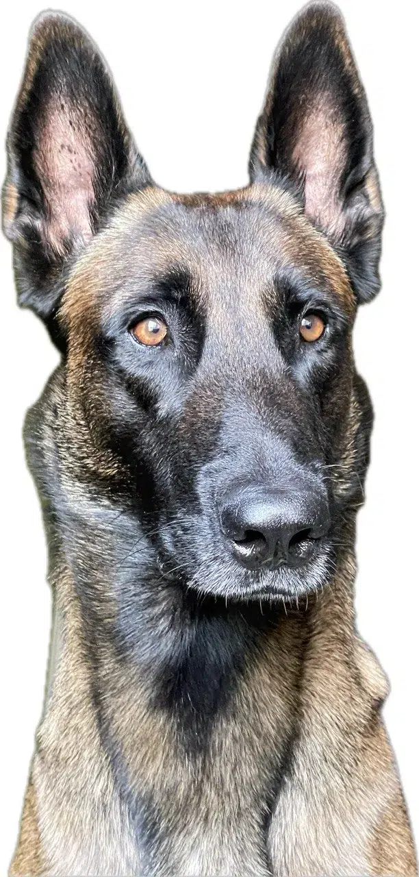 Dueño observando comportamiento natural de su perro durante paseo en parque urbano