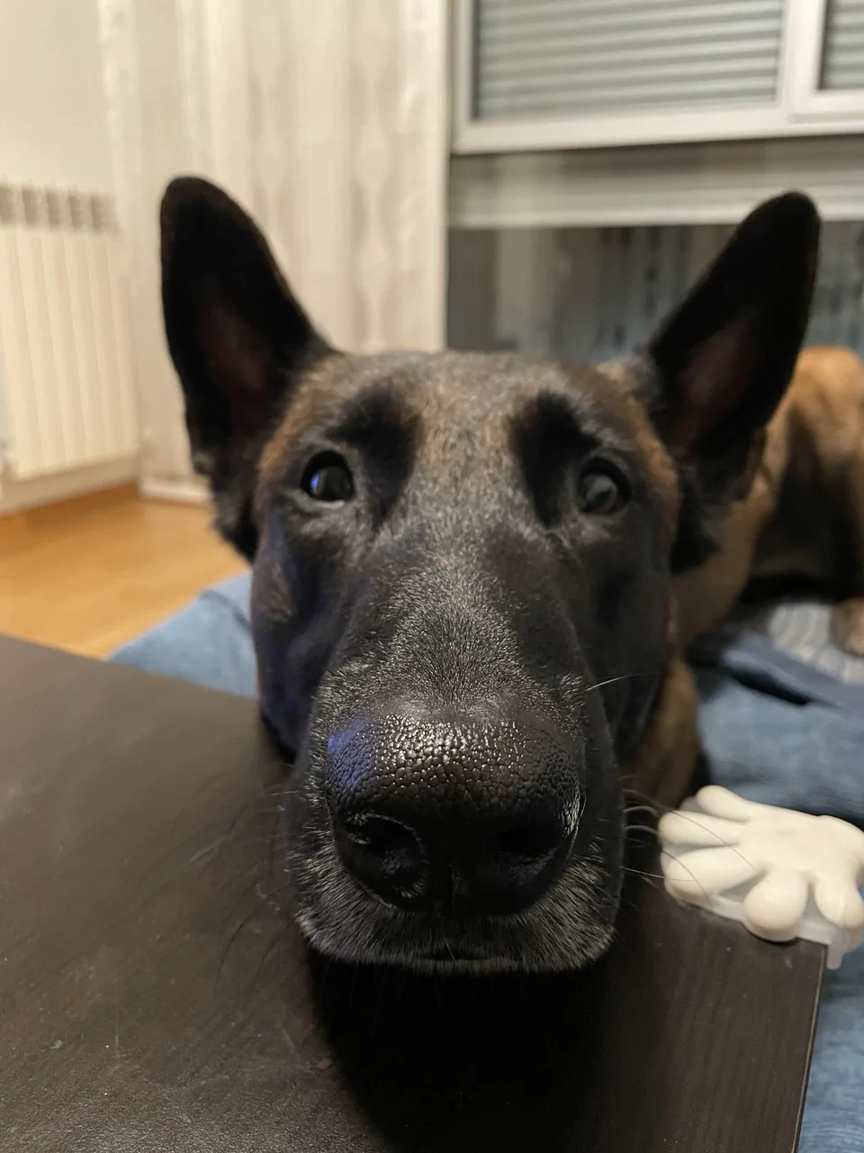 Dueño tranquilo ignorando ruidos mientras su perro se mantiene calmado a su lado