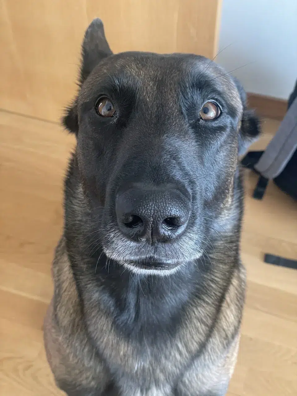 Adiestrador trabajando con border collie en el monte, perro saltando por un obstáculo natural