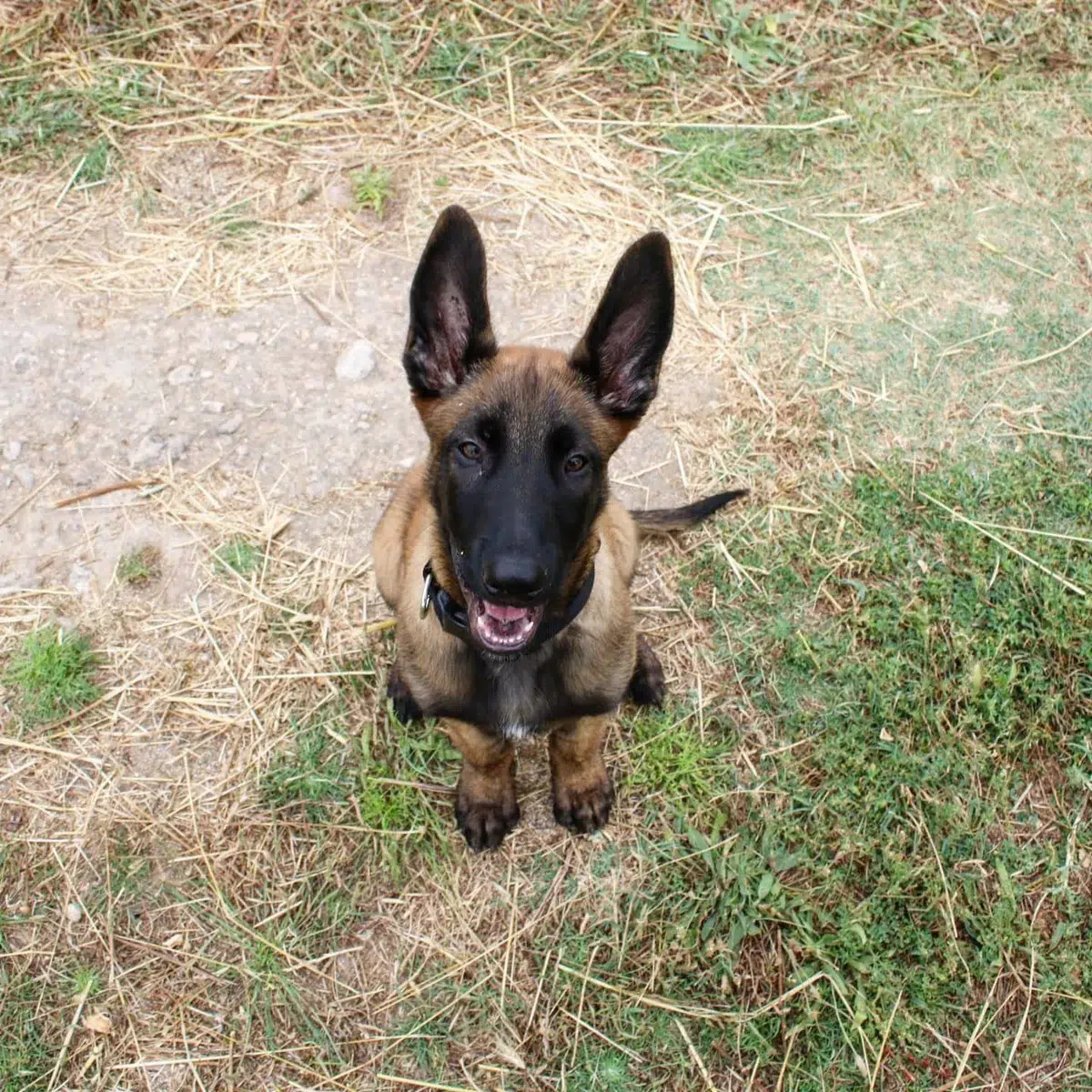 Persona calmada ignorando ruidos mientras su perro se mantiene tranquilo a su lado