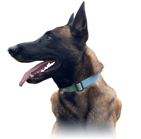 Persona tensa agarrando fuerte la correa de su perro en un paseo, transmitiendo nerviosismo