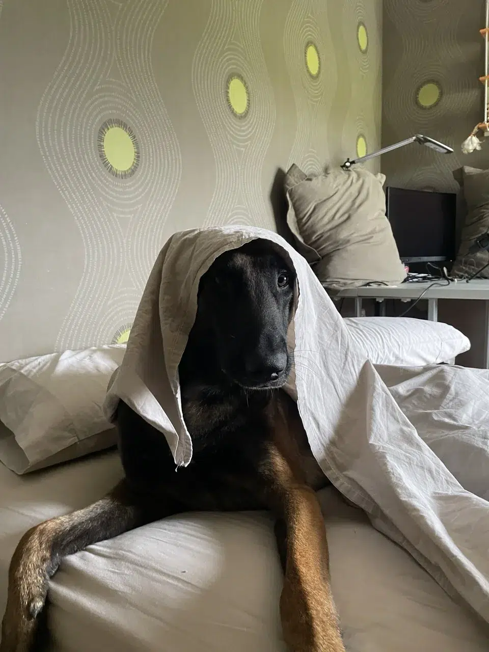 Adiestrador profesional educando cachorro con técnicas de socialización adecuadas