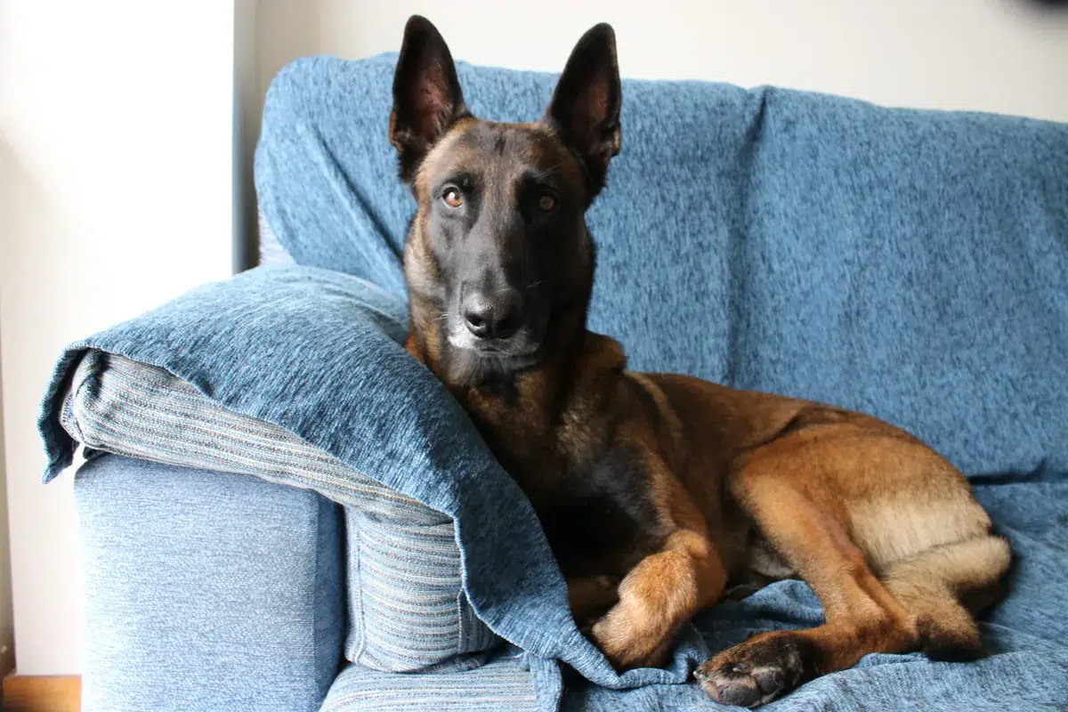 Cachorro corriendo hacia su dueño en un parque durante el entrenamiento de llamada