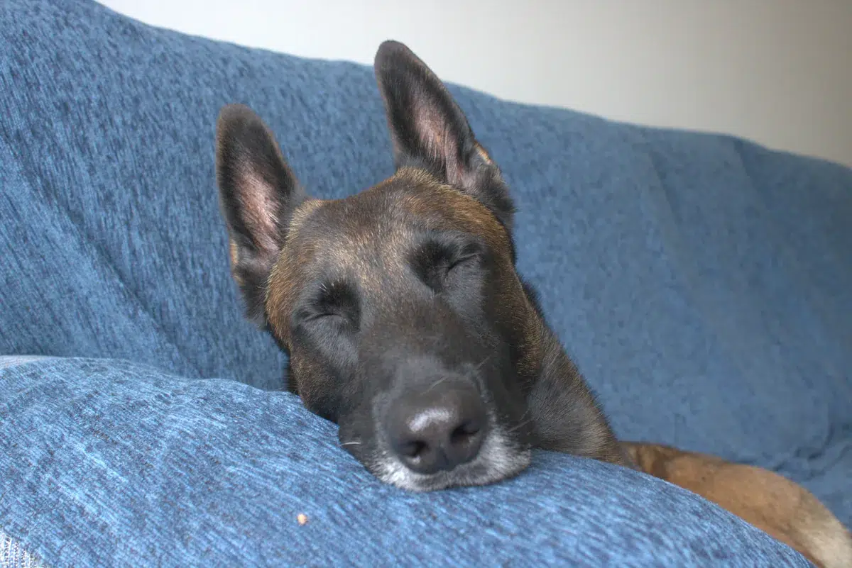 Adiestrador enseñando a un cachorro a redirigir su energía hacia un juguete apropiado en lugar de morder